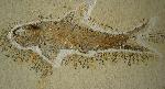 Ophiopsis procera AGASSIZ